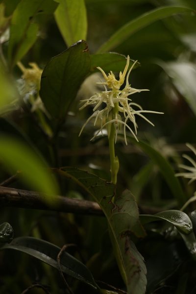 Bulbophyllum cauliflorum, photographed by Siddarth Machado