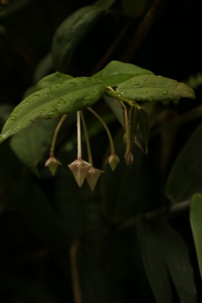 Hoya acuminata, photographed by Siddarth Machado