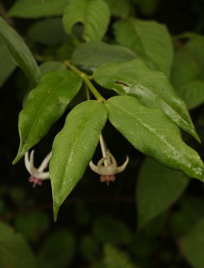 Hoya acuminata, photographed by Siddarth Machado