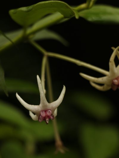 Hoya acuminata, photographed by Siddarth Machado
