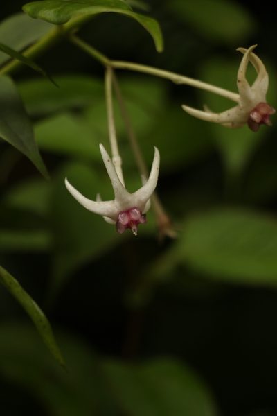 Hoya acuminata, photographed by Siddarth Machado