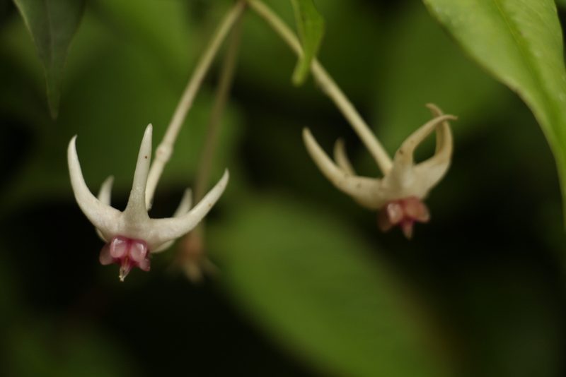 Hoya acuminata, photographed by Siddarth Machado