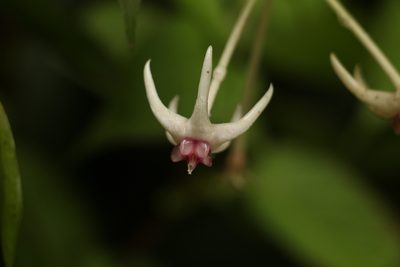 Hoya acuminata, photographed by Siddarth Machado