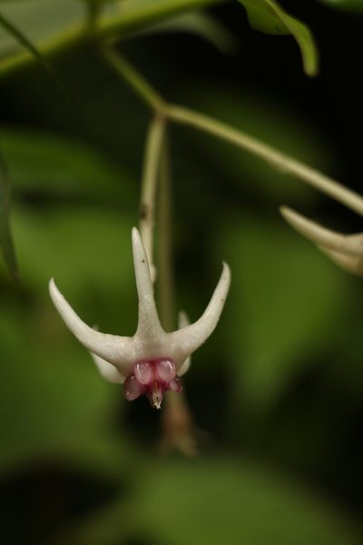 Hoya acuminata, photographed by Siddarth Machado