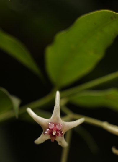 Hoya acuminata, photographed by Siddarth Machado