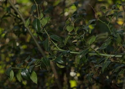 Cassinopsis ilicifolia, photographed by Alan Manson