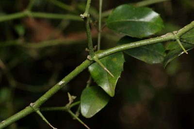 Cassinopsis ilicifolia, photographed by Alan Manson