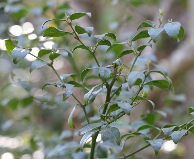 Cassinopsis ilicifolia, photographed by Alan Manson