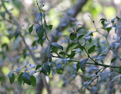 Cassinopsis ilicifolia, photographed by Alan Manson