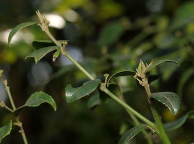 Cassinopsis ilicifolia, photographed by Alan Manson