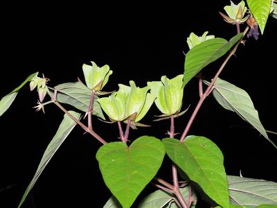 Abroma augustum, photographed by Cheongweei Gan