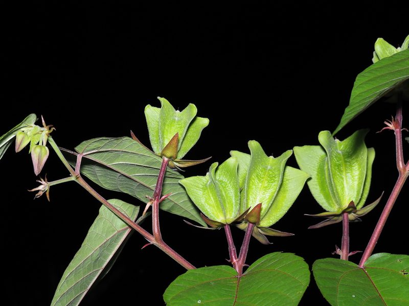 Abroma augustum, photographed by Cheongweei Gan