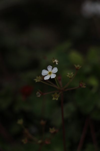 Androsace geraniifolia, photographed by Siddarth Machado