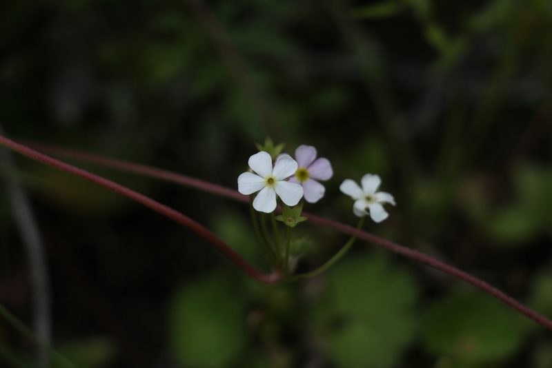 Androsace geraniifolia, photographed by Siddarth Machado