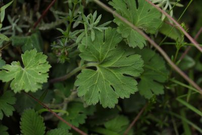 Androsace geraniifolia, photographed by Siddarth Machado