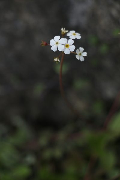 Androsace geraniifolia, photographed by Siddarth Machado