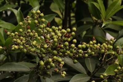 Pieris formosa, photographed by Siddarth Machado