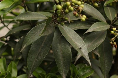 Pieris formosa, photographed by Siddarth Machado