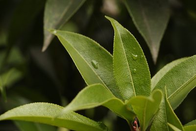 Pieris formosa, photographed by Siddarth Machado