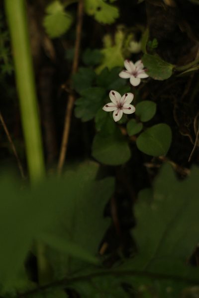 Lysimachia prolifera, photographed by Siddarth Machado