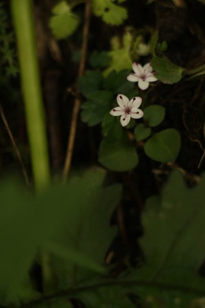 Lysimachia prolifera, photographed by Siddarth Machado