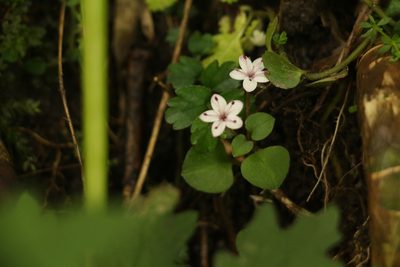 Lysimachia prolifera, photographed by Siddarth Machado