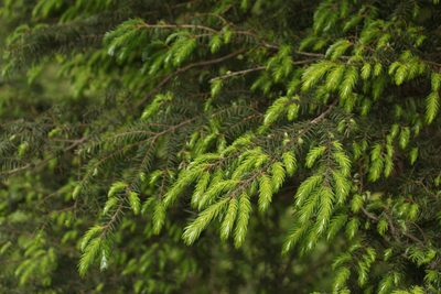 Tsuga dumosa, photographed by Siddarth Machado
