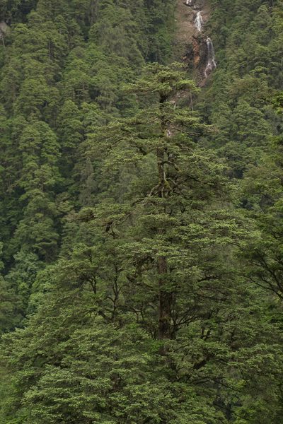 Tsuga dumosa, photographed by Siddarth Machado