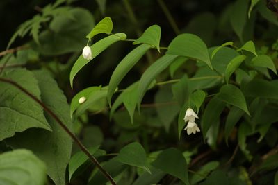 Streptopus simplex, photographed by Siddarth Machado