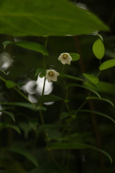 Streptopus simplex, photographed by Siddarth Machado
