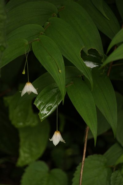 Streptopus simplex, photographed by Siddarth Machado