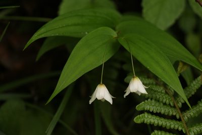 Streptopus simplex, photographed by Siddarth Machado
