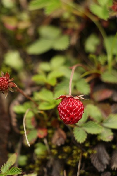 Fragaria nubicola, photographed by Siddarth Machado