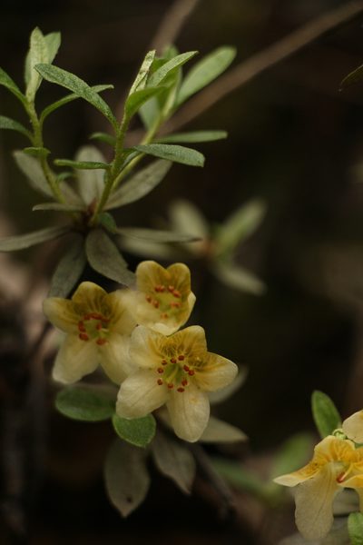 Rhododendron lepidotum, photographed by Siddarth Machado