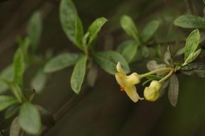 Rhododendron lepidotum, photographed by Siddarth Machado