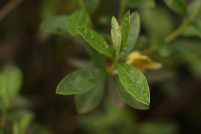 Rhododendron lepidotum, photographed by Siddarth Machado