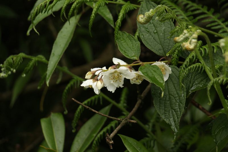 Philadelphus tomentosus, photographed by Siddarth Machado