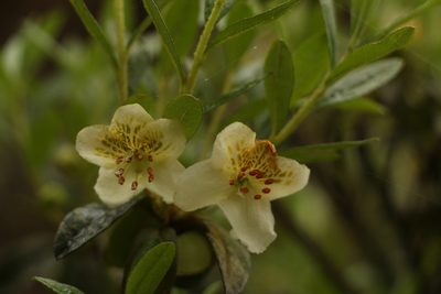 Rhododendron lepidotum, photographed by Siddarth Machado