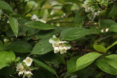 Philadelphus tomentosus, photographed by Siddarth Machado