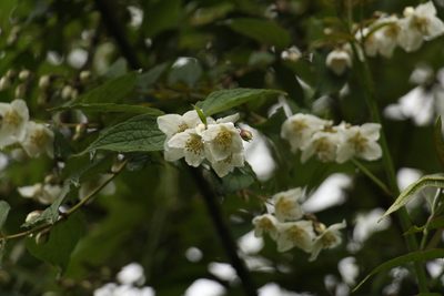 Philadelphus tomentosus, photographed by Siddarth Machado