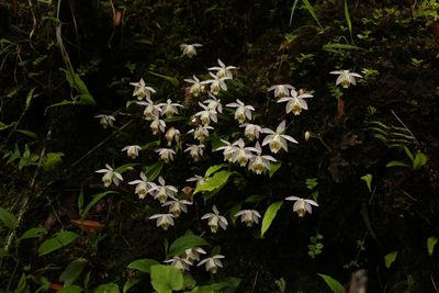 Pleione hookeriana, photographed by Siddarth Machado