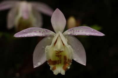 Pleione hookeriana, photographed by Siddarth Machado