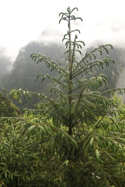 Picea spinulosa, photographed by Siddarth Machado