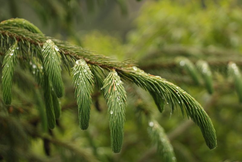 Picea spinulosa, photographed by Siddarth Machado