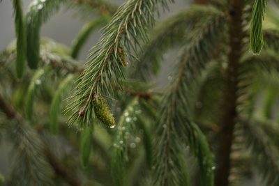 Picea spinulosa, photographed by Siddarth Machado