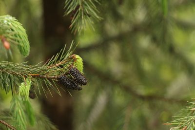 Picea spinulosa, photographed by Siddarth Machado