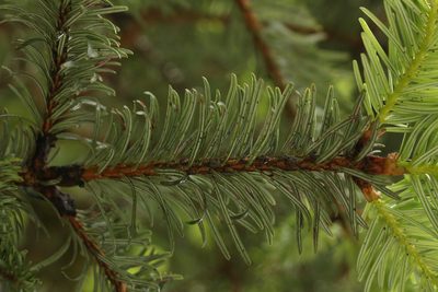 Abies densa, photographed by Siddarth Machado