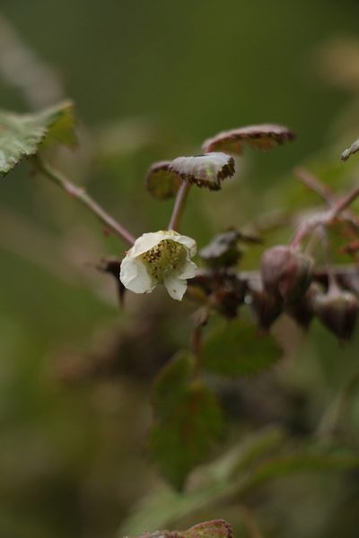 Rubus biflorus, photographed by Siddarth Machado