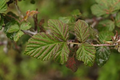 Rubus biflorus, photographed by Siddarth Machado
