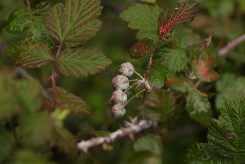 Rubus biflorus, photographed by Siddarth Machado